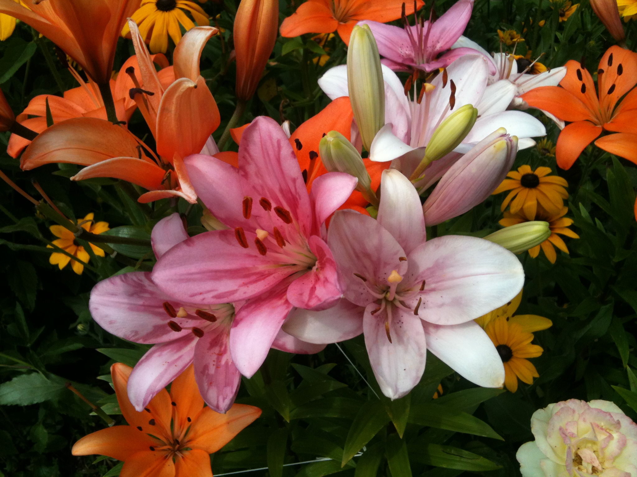 fotok..telefon 2015.szept 043.JPG