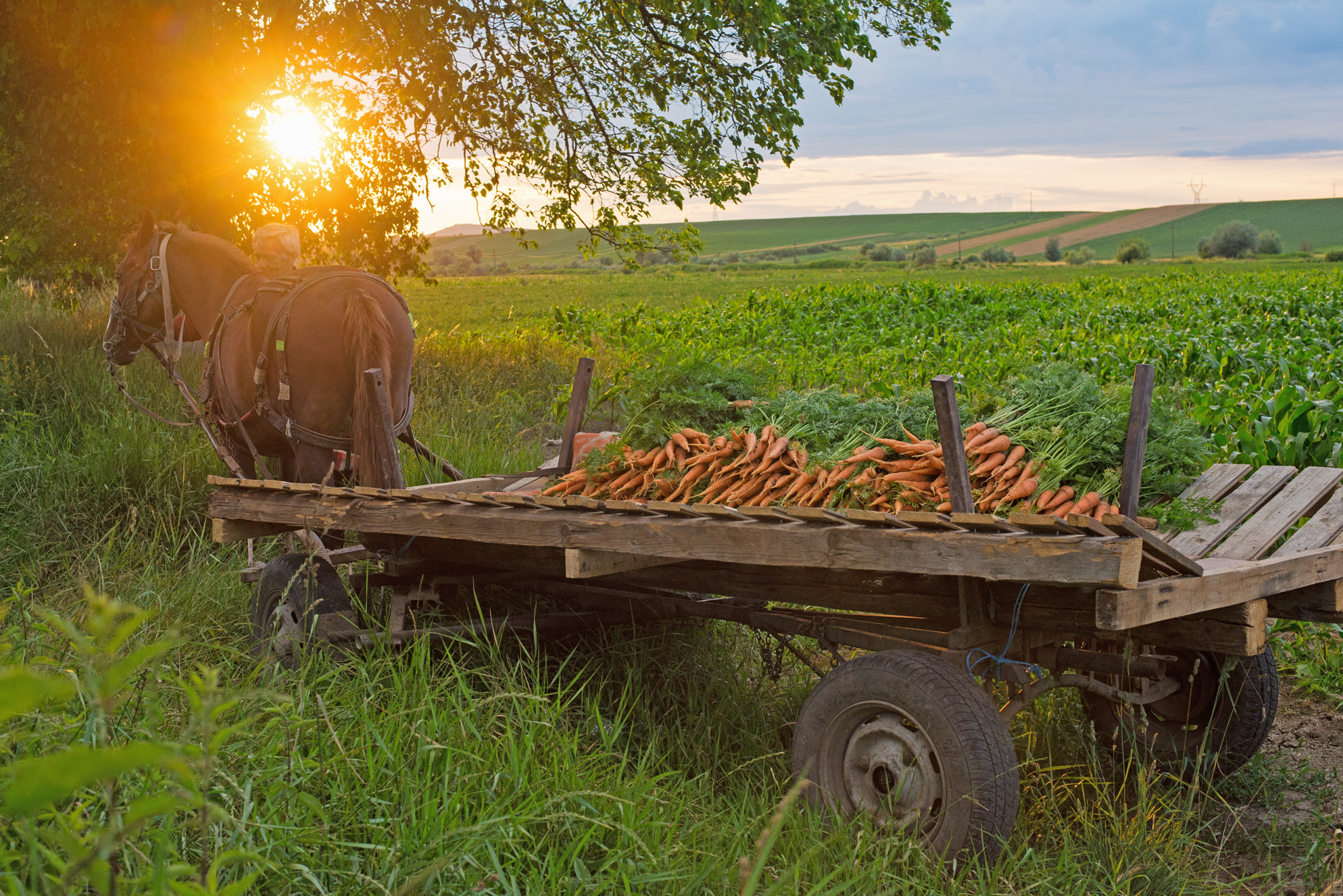 Țara morcovului - Murokország - Carrot country